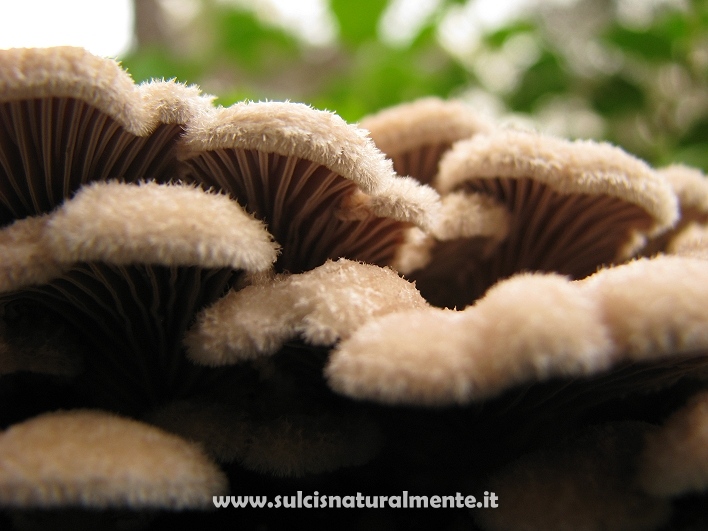 Schizophyllum commune