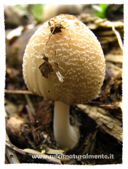 dalla Lombardia 1 (cfr. Coprinellus domesticus)