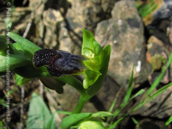 Ophrys fusca...?