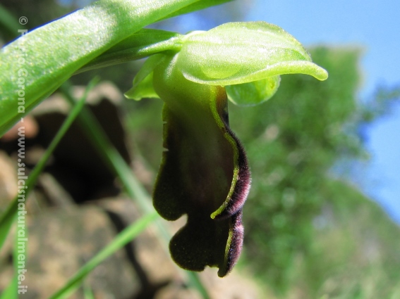 Ophrys fusca...?