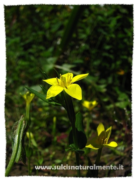 Centaurium maritimum / Centauro marittimo