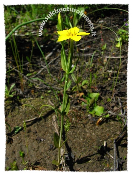 Centaurium maritimum / Centauro marittimo