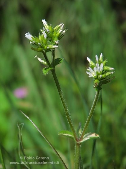 Cerastium glomeratum