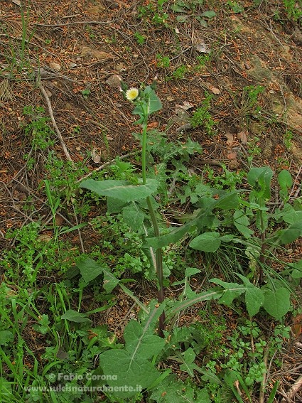 Sonchus oleraceus