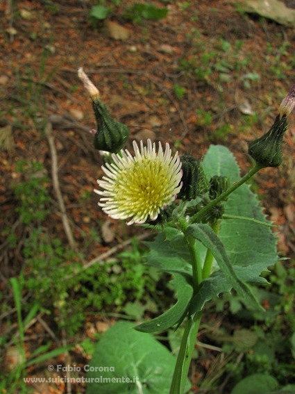 Sonchus oleraceus