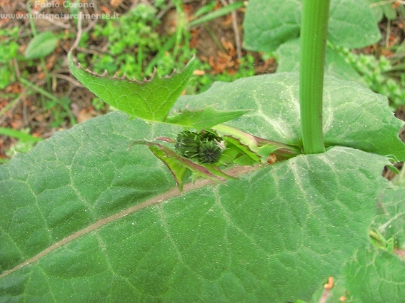 Sonchus oleraceus