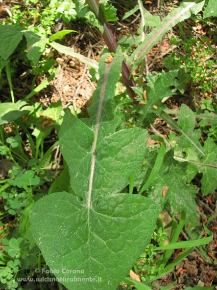 Sonchus oleraceus