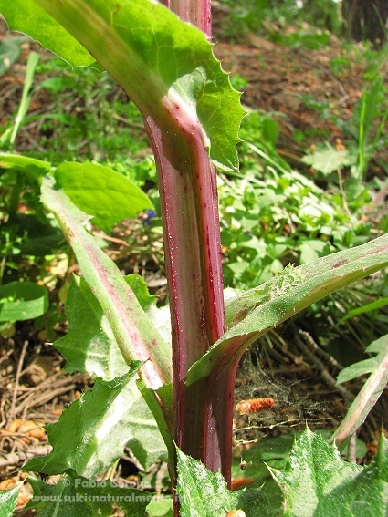 Sonchus oleraceus