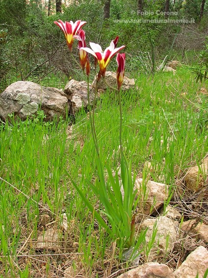 Sparaxis bulbifera