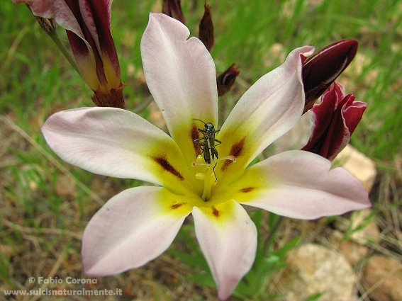 Sparaxis bulbifera