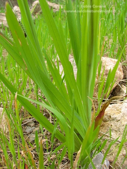 Sparaxis bulbifera