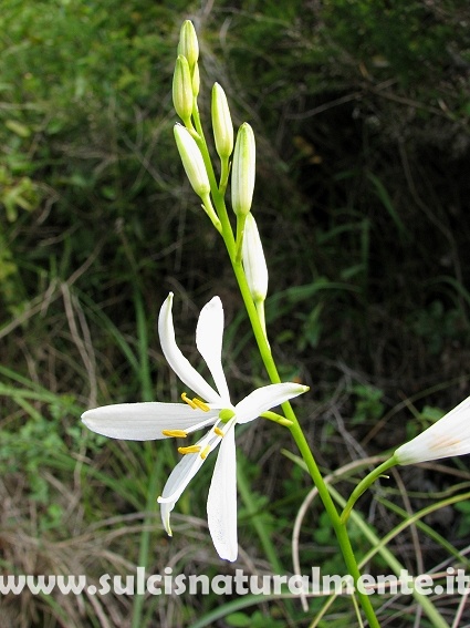 dalla Liguria - Anthericum liliago