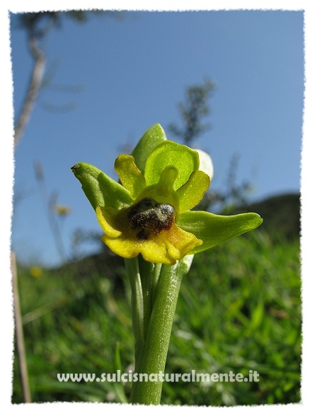 Ophrys lutea...?