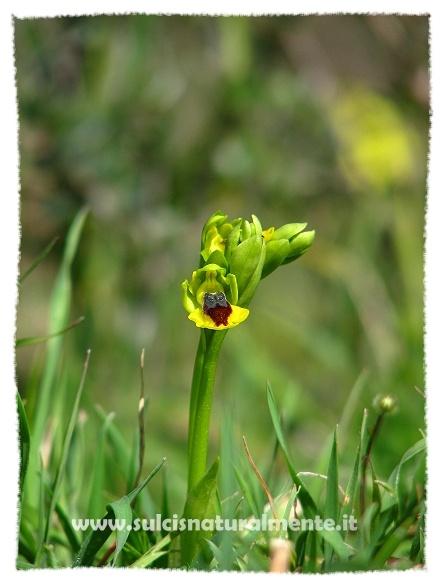 Ophrys lutea...?