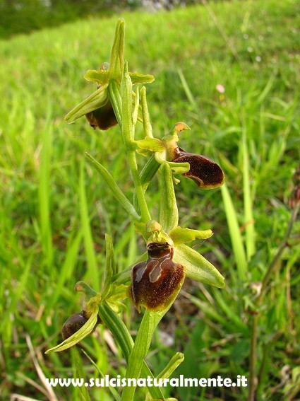 Ophrys toscana da determinare