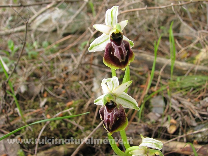 Ophrys tyrrhena