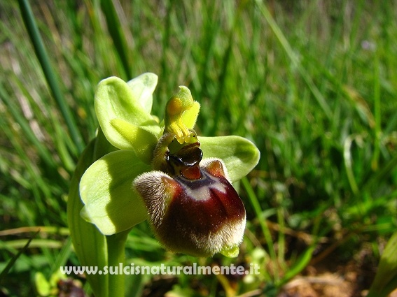 Ibrido O. bombyliflora x O. tenthredinifera