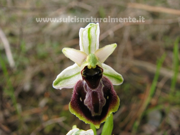 Ophrys tyrrhena