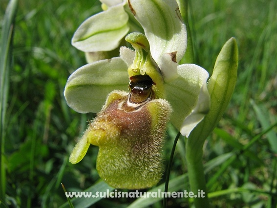 Ophrys tenthredinifera