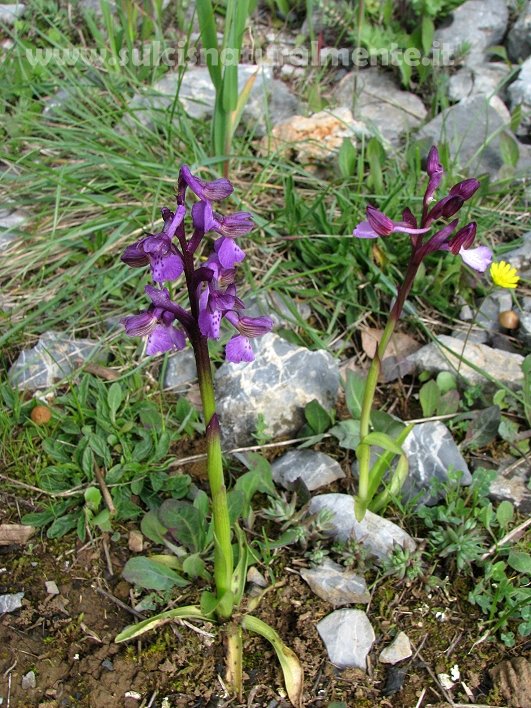 Orchis morio