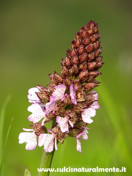 Orchis toscana da determinare 1