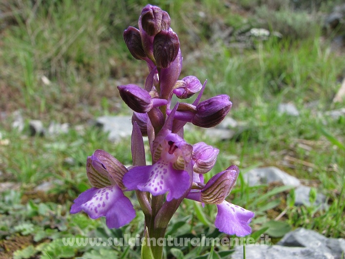 Orchis morio