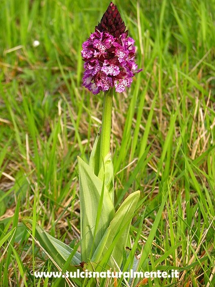 Orchis toscana da determinare 2