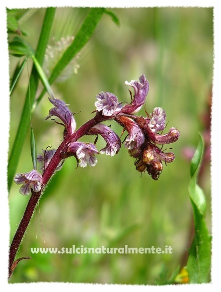 Orobanche...?