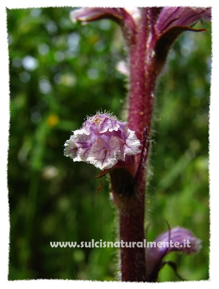 Orobanche...?