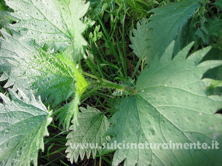 Urtica...ma quale?