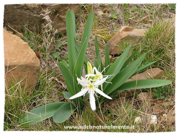 Pancratium illyricum / Giglio di Sardegna