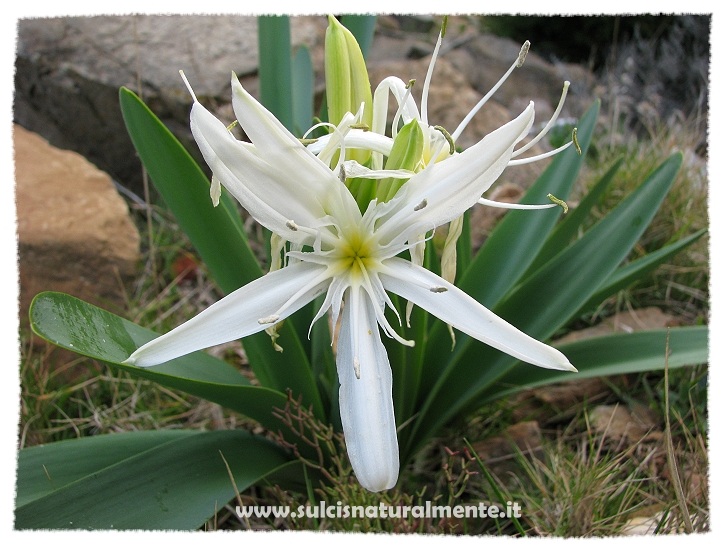 Pancratium illyricum / Giglio di Sardegna