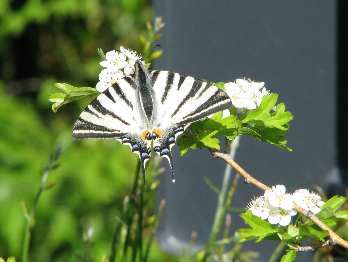 Iphiclides podalirius