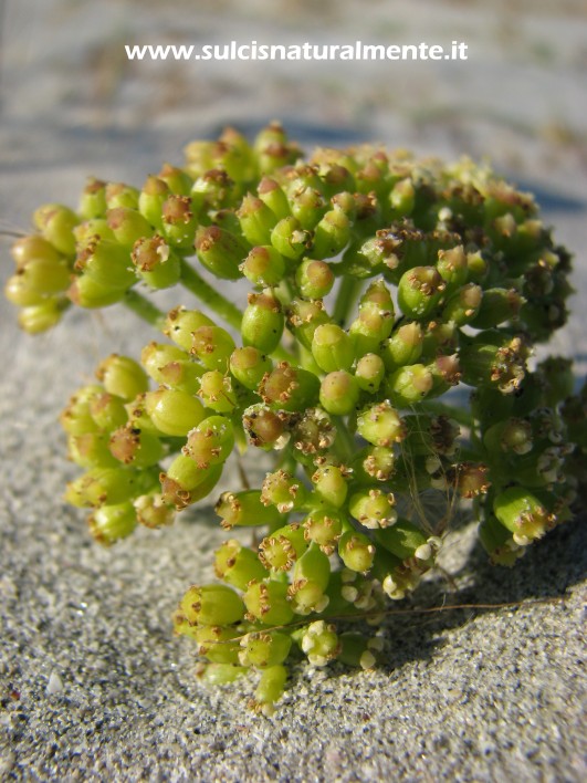 Crithmum maritimum