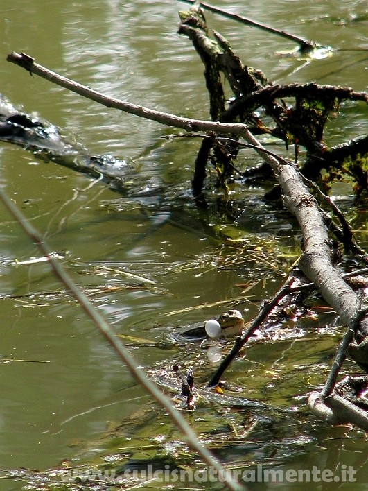 anuro ligure - Pelophylax sp.