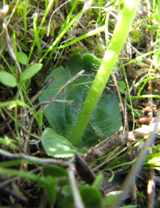 Ranunculus bullatus