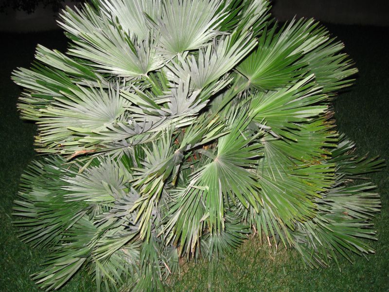 Chamaerops vulcano o humilis