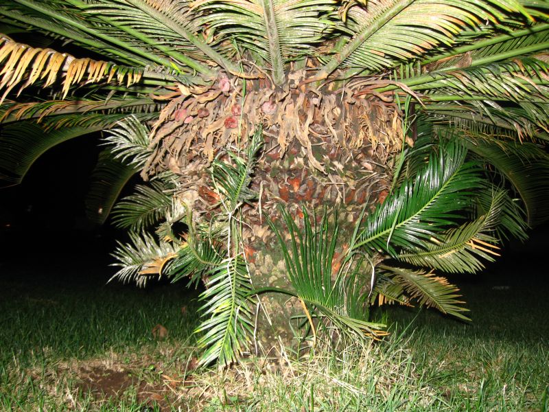 Cycas Revoluta