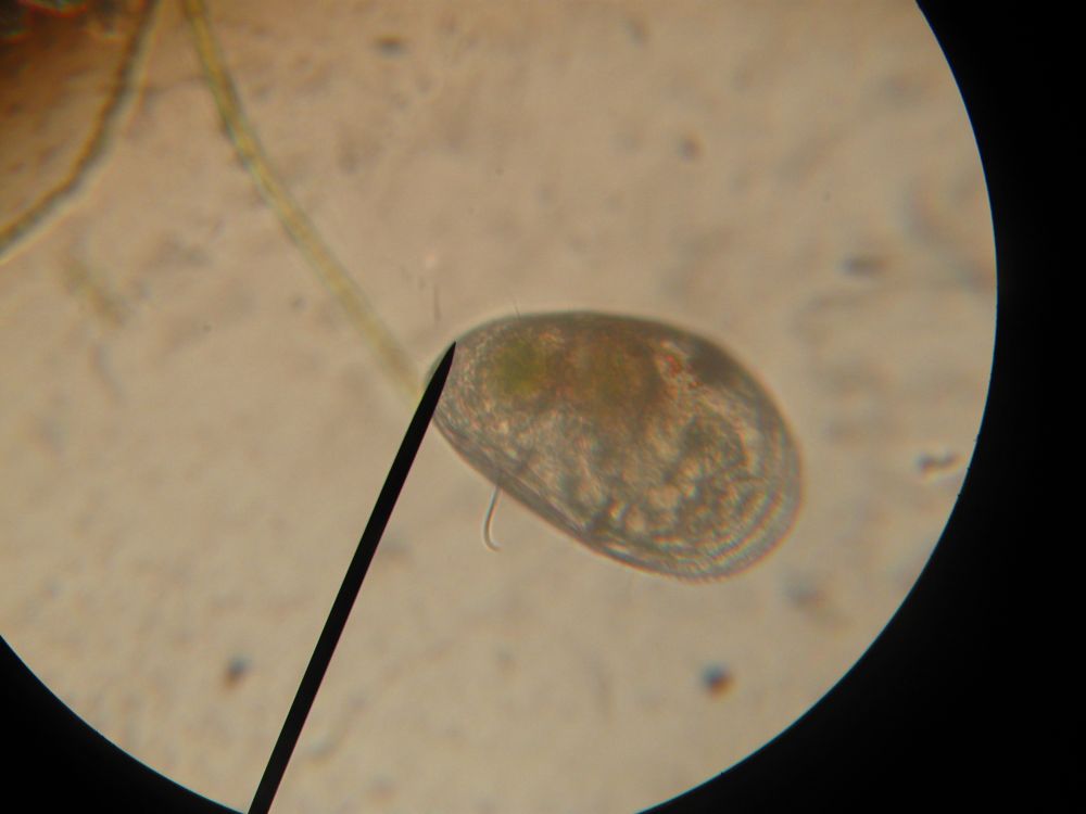 Ostracodi a gog!