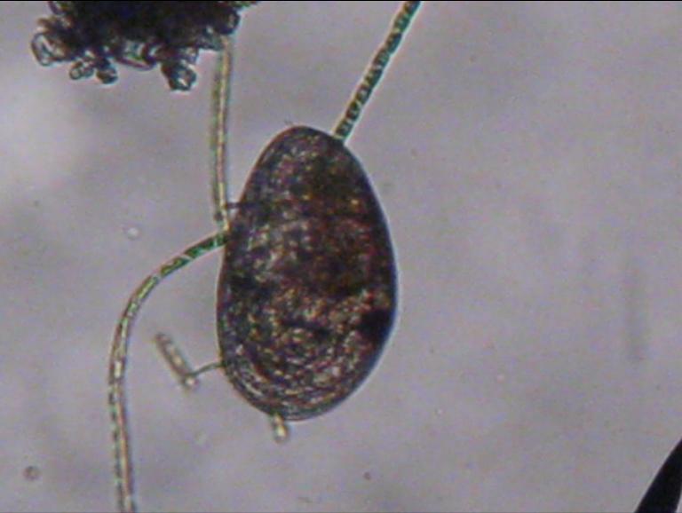 Ostracodi a gog!