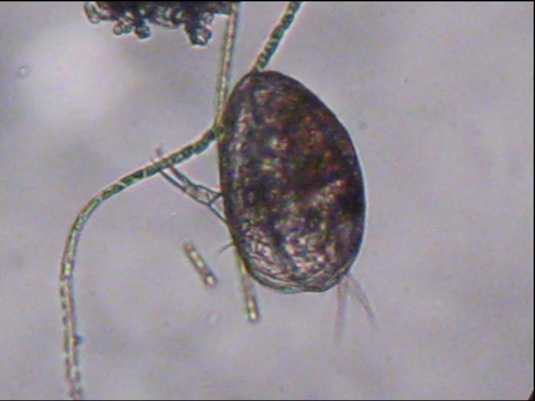 Ostracodi a gog!