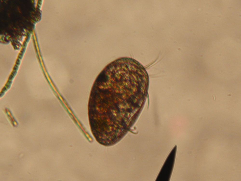 Ostracodi a gog!