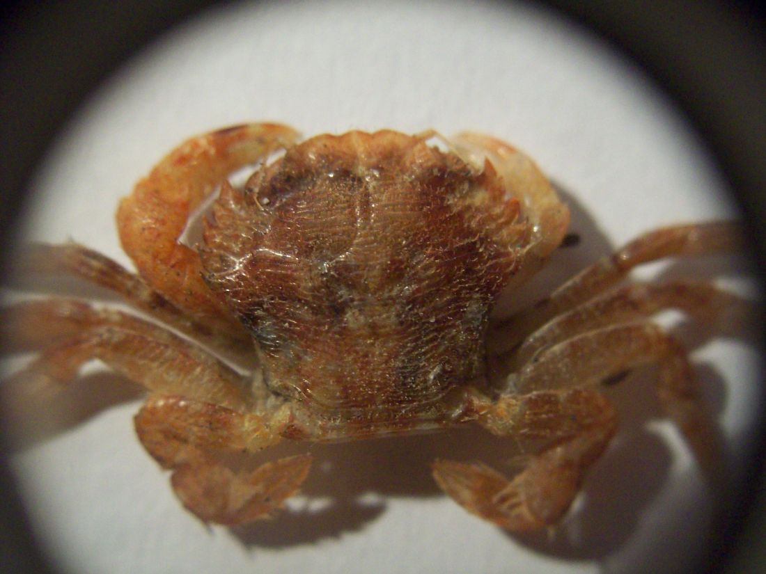 Liocarcinus corrugatus