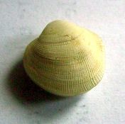 Bivalve