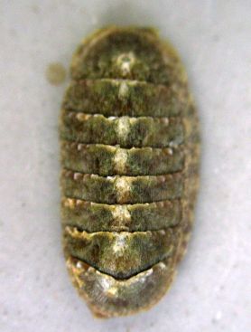 Chiton