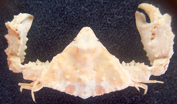 Heterocrypta maltzani