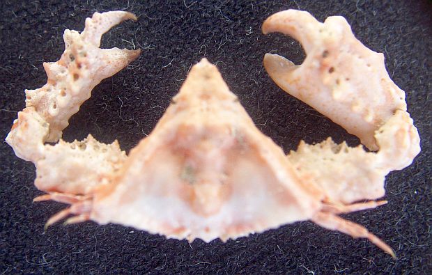 Heterocrypta maltzani