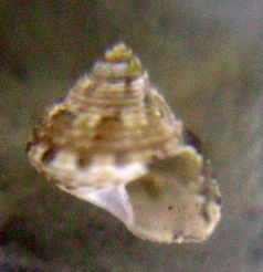 Gibbula