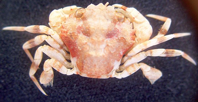 Liocarcinus zariquieyi (Gordon, 1968)