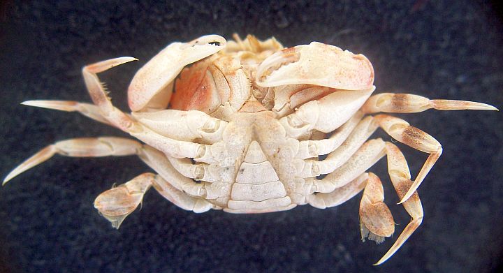 Liocarcinus zariquieyi (Gordon, 1968)